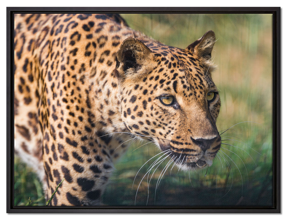 schleichender Leopard auf Leinwandbild gerahmt Größe 80x60