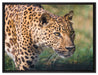 schleichender Leopard auf Leinwandbild gerahmt Größe 80x60