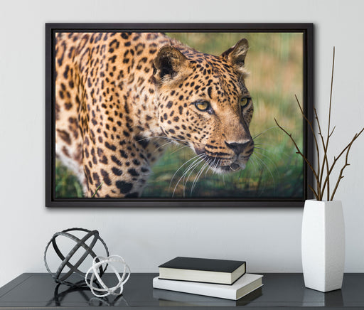 schleichender Leopard auf Leinwandbild gerahmt mit Kirschblüten