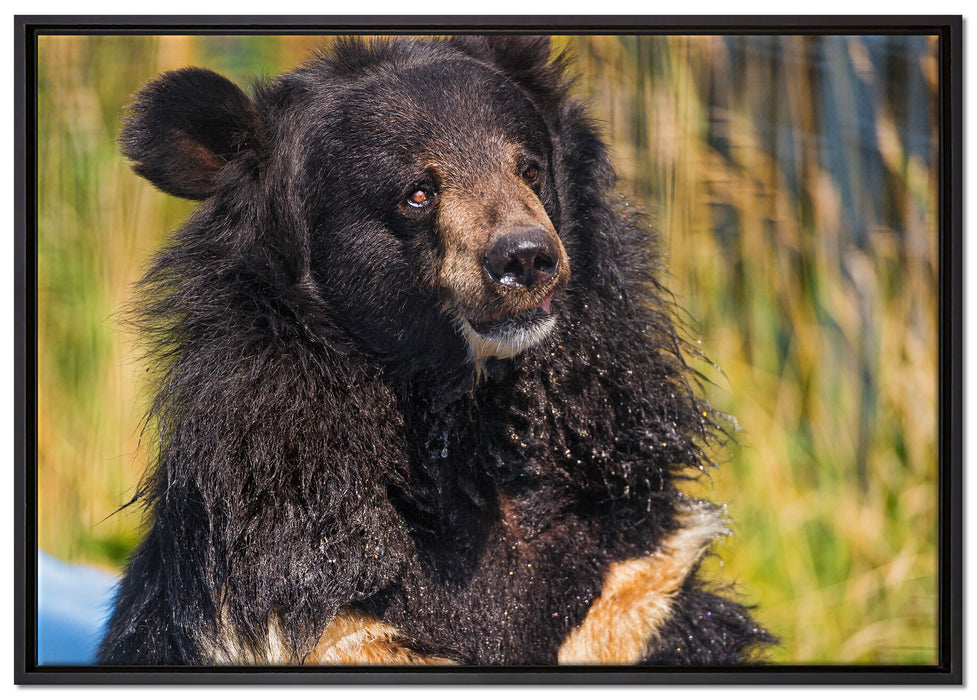 nasser Malaien Bär auf Leinwandbild gerahmt Größe 100x70