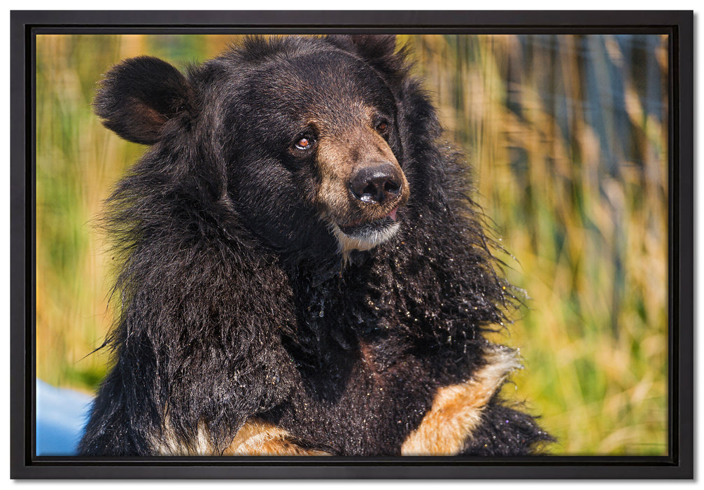 nasser Malaien Bär auf Leinwandbild gerahmt Größe 60x40