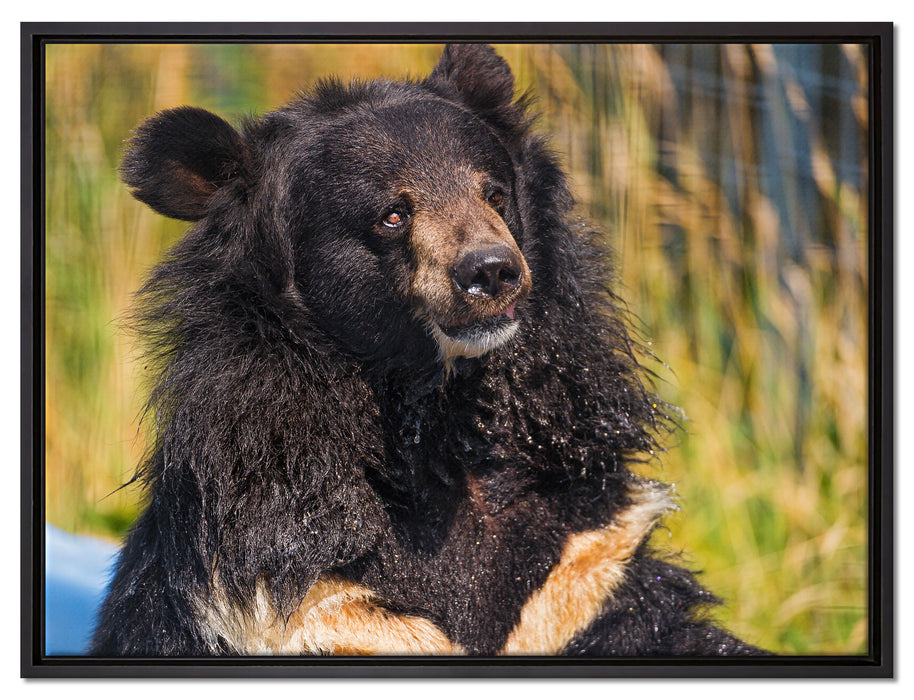 nasser Malaien Bär auf Leinwandbild gerahmt Größe 80x60