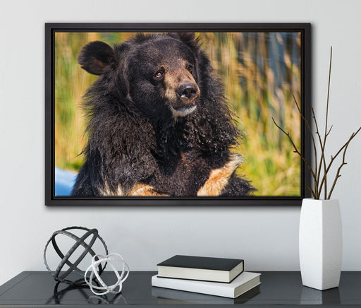 nasser Malaien Bär auf Leinwandbild gerahmt mit Kirschblüten