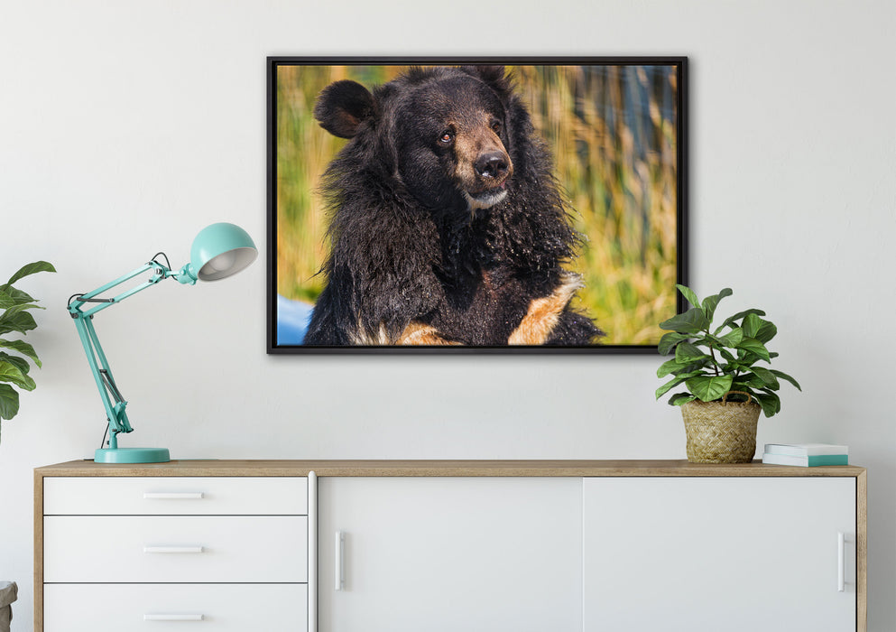 nasser Malaien Bär auf Leinwandbild gerahmt verschiedene Größen im Wohnzimmer