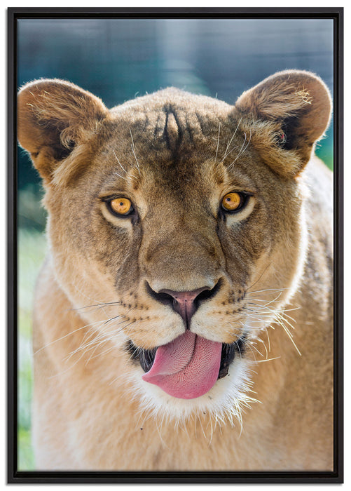 schöne Löwin auf Leinwandbild gerahmt Größe 100x70