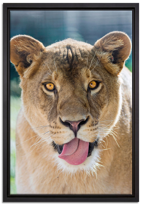 schöne Löwin auf Leinwandbild gerahmt Größe 60x40