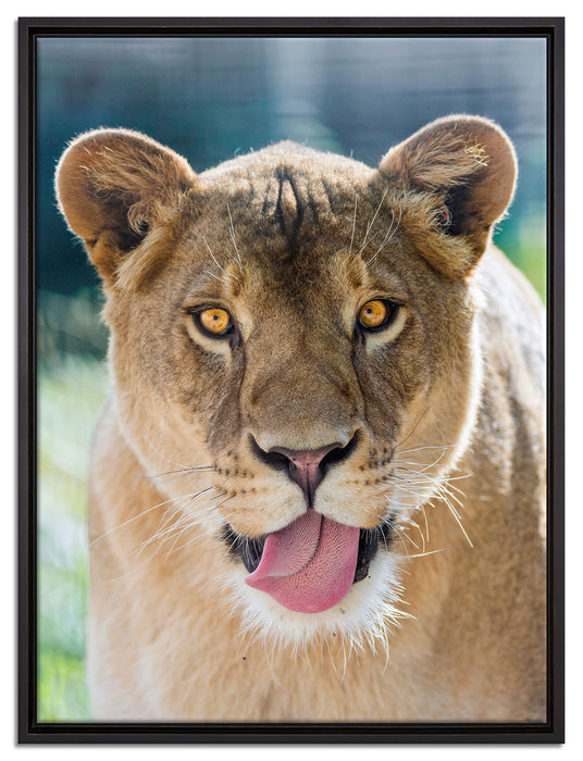 schöne Löwin auf Leinwandbild gerahmt Größe 80x60