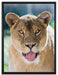 schöne Löwin auf Leinwandbild gerahmt Größe 80x60