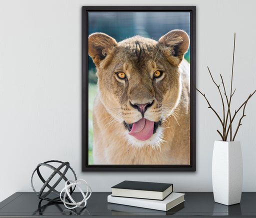 schöne Löwin auf Leinwandbild gerahmt mit Kirschblüten