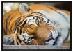 ruhender Tiger auf Leinwandbild gerahmt Größe 100x70