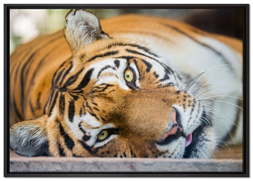 ruhender Tiger auf Leinwandbild gerahmt Größe 100x70