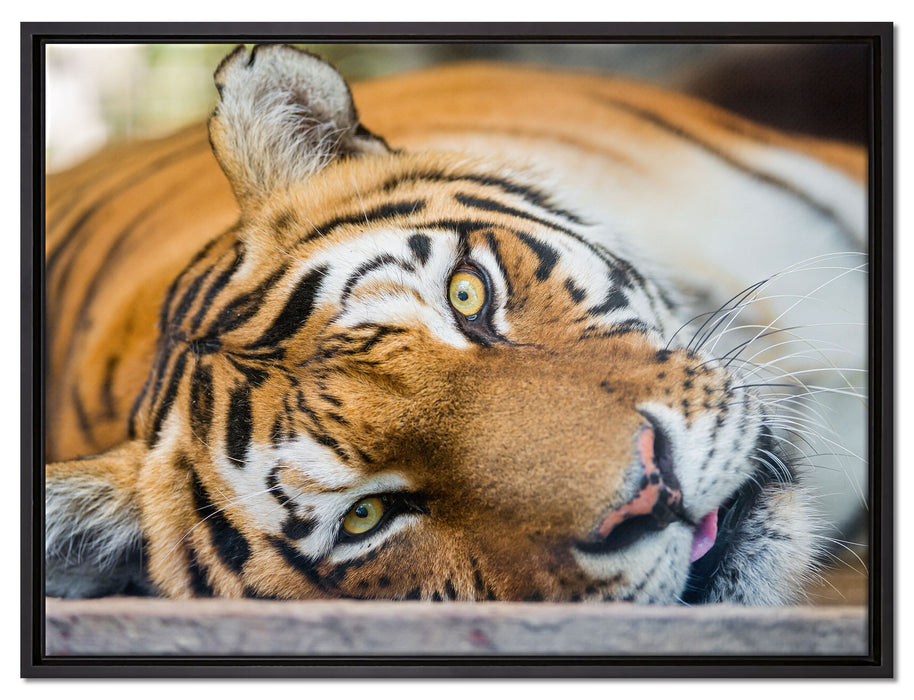 ruhender Tiger auf Leinwandbild gerahmt Größe 80x60