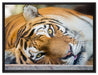 ruhender Tiger auf Leinwandbild gerahmt Größe 80x60