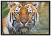 Tiger im Wasser auf Leinwandbild gerahmt Größe 100x70