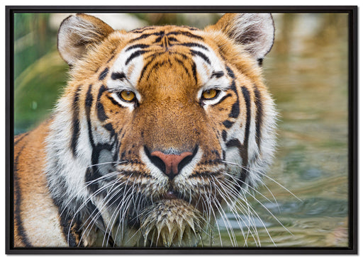 Tiger im Wasser auf Leinwandbild gerahmt Größe 100x70