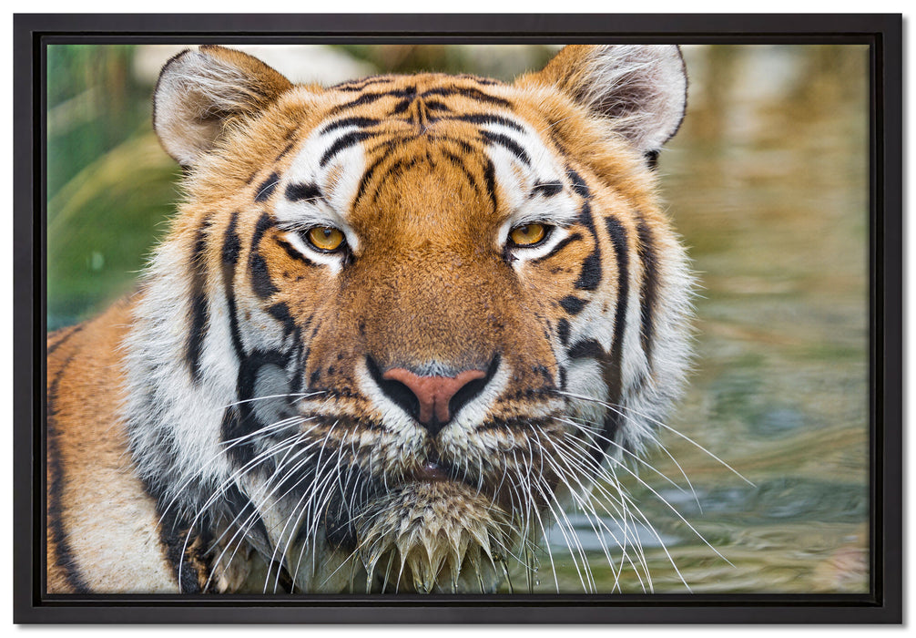 Tiger im Wasser auf Leinwandbild gerahmt Größe 60x40