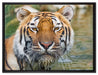 Tiger im Wasser auf Leinwandbild gerahmt Größe 80x60