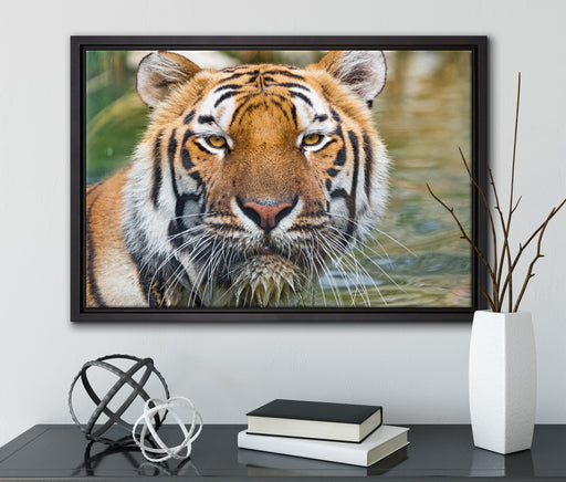 Tiger im Wasser auf Leinwandbild gerahmt mit Kirschblüten