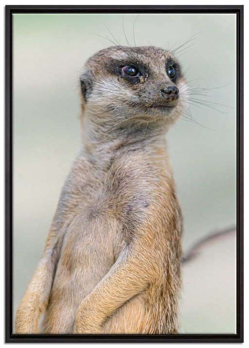 aufmerksames Erdmännchen auf Leinwandbild gerahmt Größe 100x70