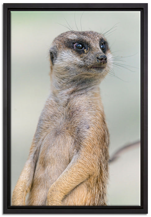 aufmerksames Erdmännchen auf Leinwandbild gerahmt Größe 60x40