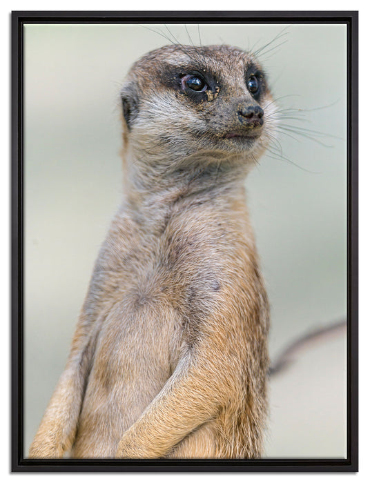 aufmerksames Erdmännchen auf Leinwandbild gerahmt Größe 80x60