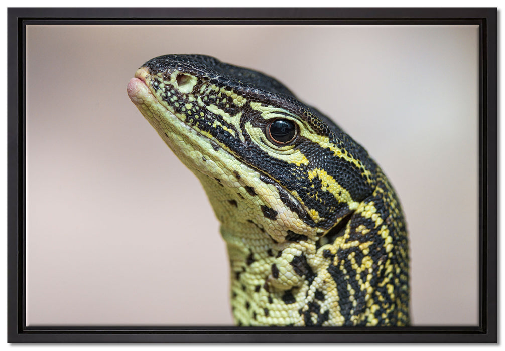 wachsamer Leguan auf Leinwandbild gerahmt Größe 60x40