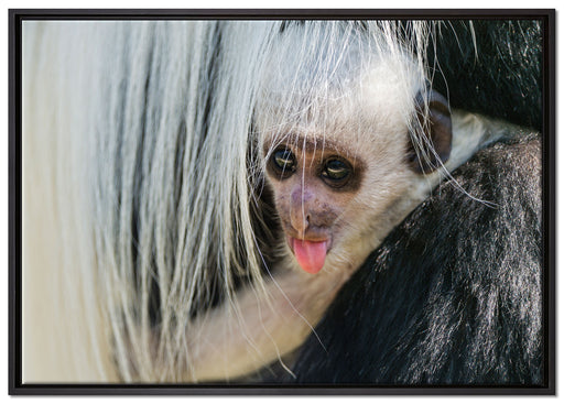 kleines Colobus-Äffchen auf Leinwandbild gerahmt Größe 100x70