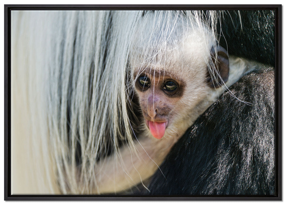 kleines Colobus-Äffchen auf Leinwandbild gerahmt Größe 100x70