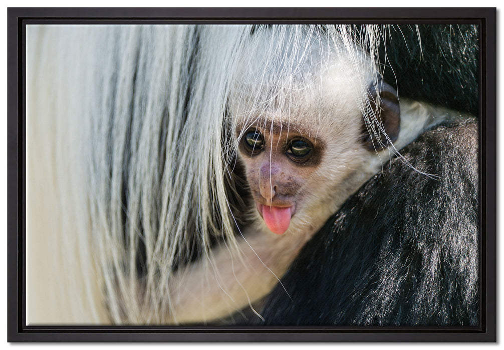 kleines Colobus-Äffchen auf Leinwandbild gerahmt Größe 60x40