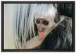 kleines Colobus-Äffchen auf Leinwandbild gerahmt Größe 60x40