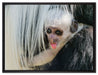 kleines Colobus-Äffchen auf Leinwandbild gerahmt Größe 80x60