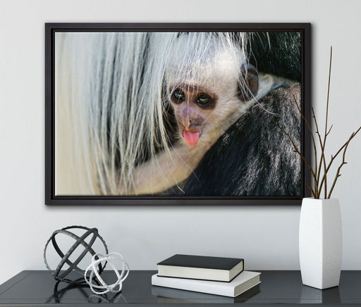 kleines Colobus-Äffchen auf Leinwandbild gerahmt mit Kirschblüten