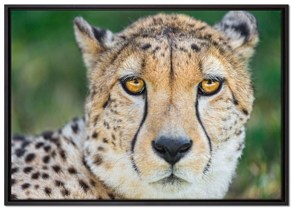 ruhender Gepard auf Leinwandbild gerahmt Größe 100x70