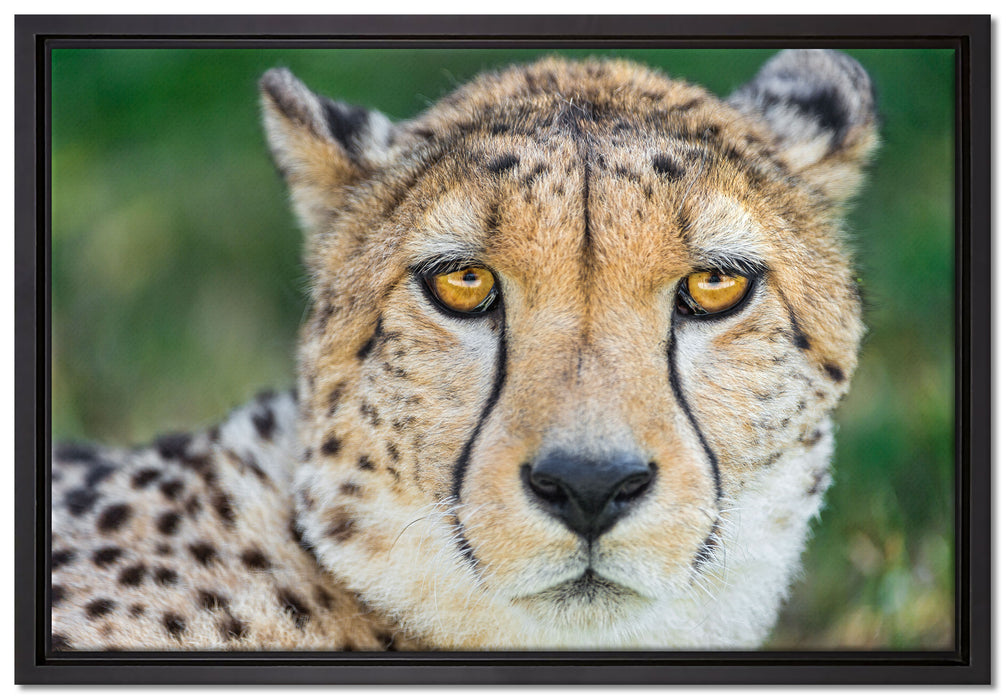 ruhender Gepard auf Leinwandbild gerahmt Größe 60x40