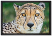 ruhender Gepard auf Leinwandbild gerahmt Größe 60x40