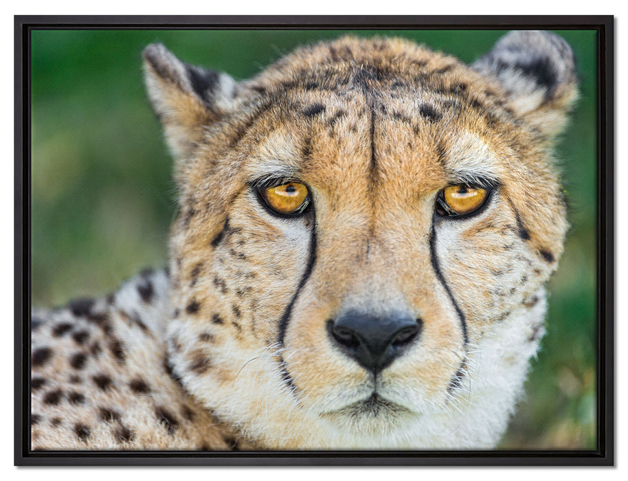 ruhender Gepard auf Leinwandbild gerahmt Größe 80x60