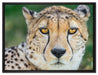 ruhender Gepard auf Leinwandbild gerahmt Größe 80x60