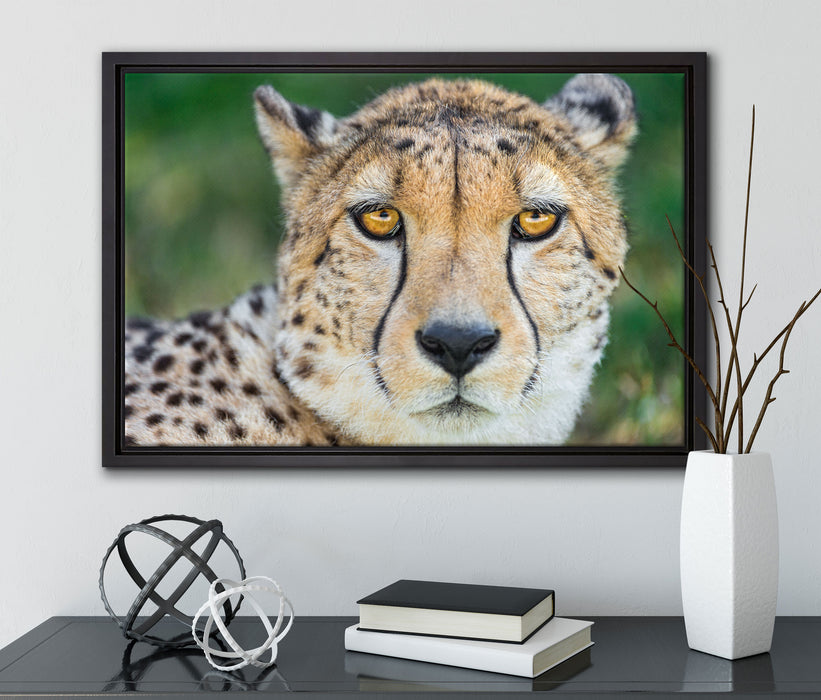 ruhender Gepard auf Leinwandbild gerahmt mit Kirschblüten