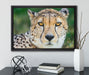 ruhender Gepard auf Leinwandbild gerahmt mit Kirschblüten