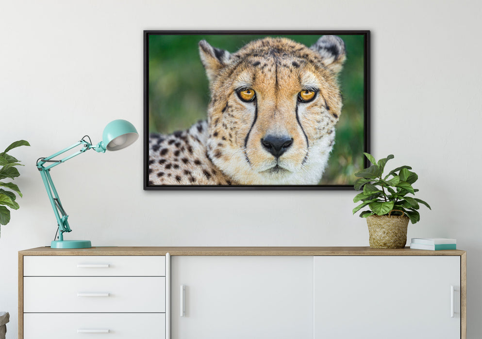 ruhender Gepard auf Leinwandbild gerahmt verschiedene Größen im Wohnzimmer