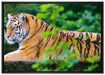 anmutiger Tiger auf Baumstamm auf Leinwandbild gerahmt Größe 100x70