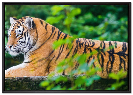 anmutiger Tiger auf Baumstamm auf Leinwandbild gerahmt Größe 100x70