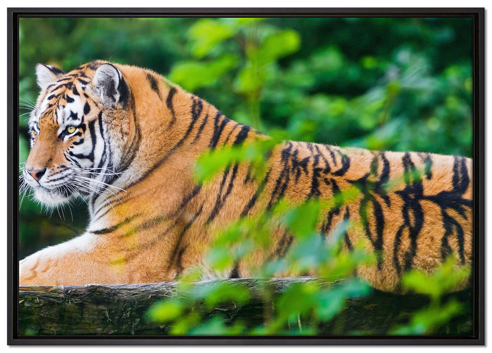 anmutiger Tiger auf Baumstamm auf Leinwandbild gerahmt Größe 100x70