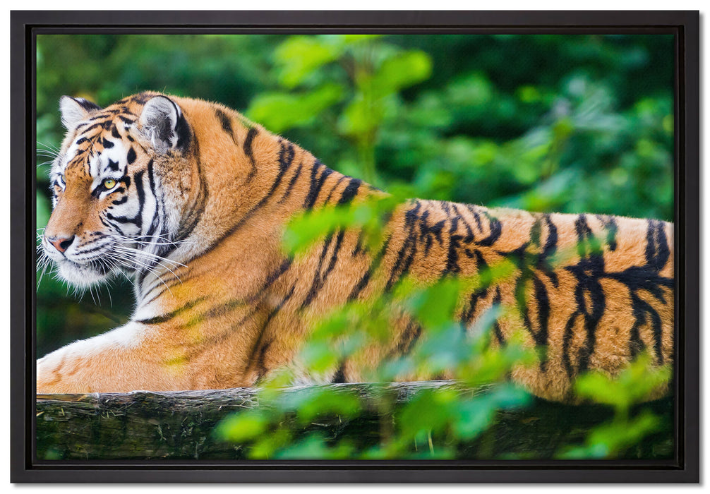 anmutiger Tiger auf Baumstamm auf Leinwandbild gerahmt Größe 60x40