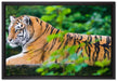 anmutiger Tiger auf Baumstamm auf Leinwandbild gerahmt Größe 60x40
