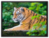 anmutiger Tiger auf Baumstamm auf Leinwandbild gerahmt Größe 80x60