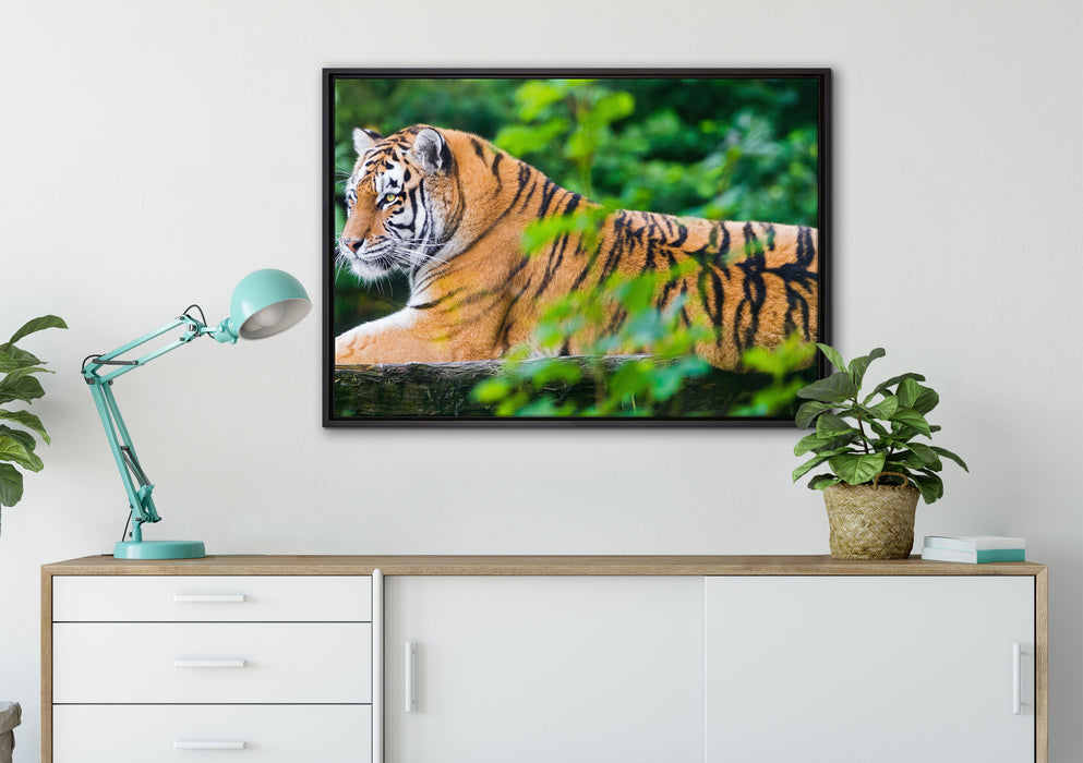 anmutiger Tiger auf Baumstamm auf Leinwandbild gerahmt verschiedene Größen im Wohnzimmer