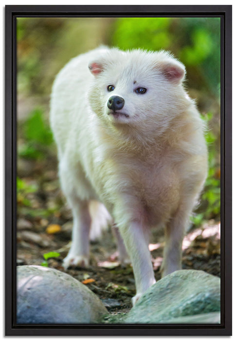 niedlicher Polarfuchs auf Leinwandbild gerahmt Größe 60x40