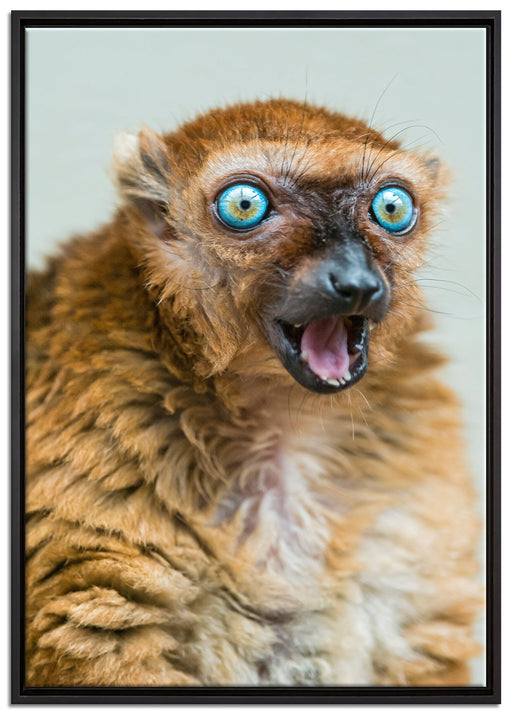 aufmerksamer Blauaugenmaki auf Leinwandbild gerahmt Größe 100x70