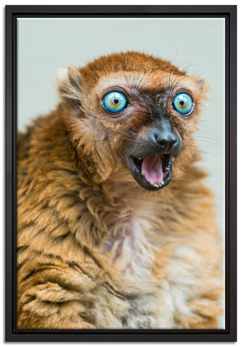 aufmerksamer Blauaugenmaki auf Leinwandbild gerahmt Größe 60x40